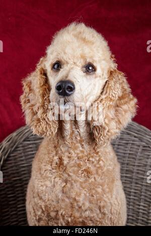 Hund-Porträt im Studio. Wunderschöne Pudel sitzend auf einem Holzstuhl mit einem roten Hintergrund. Stockfoto