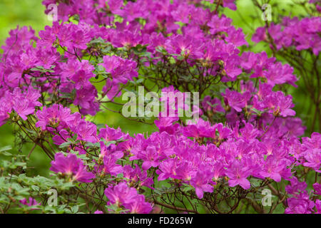 Europa, wird, Köln, blühende Azalee Forstbotanischer Garten, Arboretum und Wald Botanischer Garten. Stockfoto