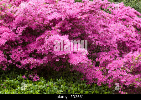 Europa, wird, Köln, blühende Azalee Forstbotanischer Garten, Arboretum und Wald Botanischer Garten. Stockfoto