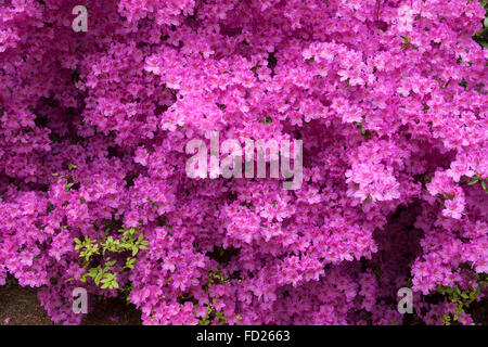 Europa, wird, Köln, blühende Azalee Forstbotanischer Garten, Arboretum und Wald Botanischer Garten. Stockfoto