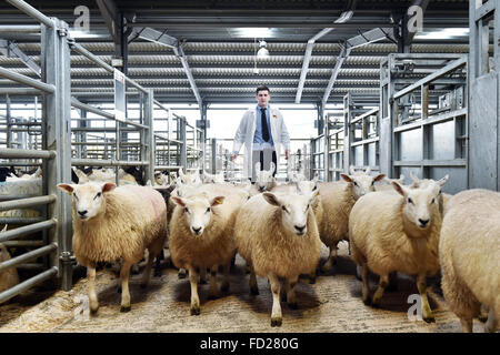 Auktionator Umzug Schafe in Stifte bei einer Auktion Mart, Cumbria UK Stockfoto