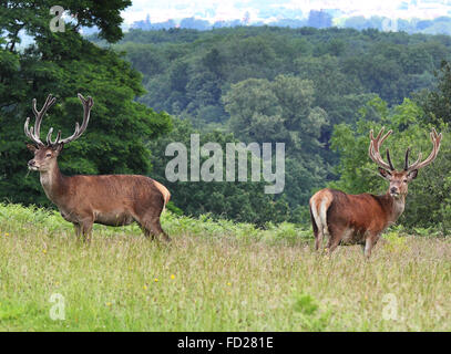 Paar von wachsamen Rotwild Hirsch stehend auf einer Wiese (Cervus Elaphus) Stockfoto