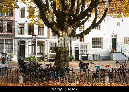 Rosskastanie Baum Geländer, Fahrräder & Häuser. Stadt-Park-Platz. Herbst / Herbst. Sonne / sonniger Tag, Amsterdam Holland Niederlande Stockfoto