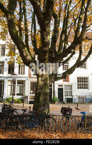 Rosskastanie Baum Geländer, Fahrräder & Häuser. Stadt-Park-Platz. Herbst / Herbst. Sonne / sonniger Tag, Amsterdam Holland Niederlande Stockfoto