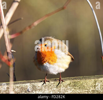 Young European oder englischen Robin thront auf einem Zaun (Erithacus Rubecula) Stockfoto