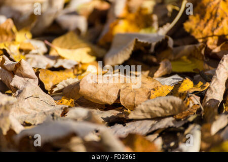 Hintergrund der gelben Blätter im Herbst bunt. Schöne Herbst Makro gelbe Ahornblätter. Herbst Herbstlaub Hintergrund. Stockfoto