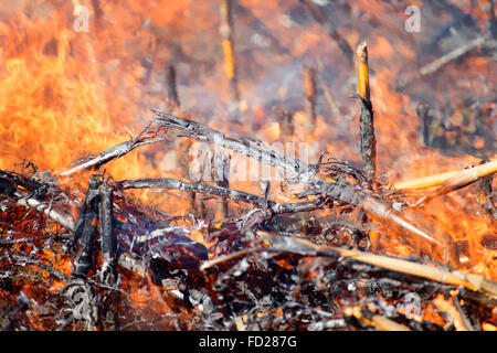 Feuer im Kornfeld nach der Ernte. Feuer auf trockenen Mais-Feld in der Nähe mit viel Rauch. Brandgefahr und folgen. Stockfoto