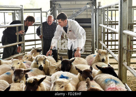 Auktionator Umzug Schafe in Stifte bei einer Auktion Mart, Cumbria UK Stockfoto