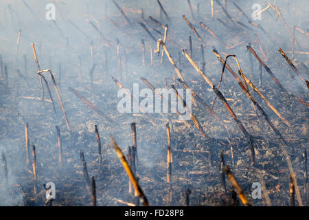 Feuer im Kornfeld nach der Ernte. Feuer auf trockenen Mais-Feld in der Nähe mit viel Rauch. Brandgefahr und folgen. Stockfoto