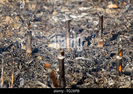 Feuer im Kornfeld nach der Ernte. Feuer auf trockenen Mais-Feld in der Nähe mit viel Rauch. Brandgefahr und folgen. Stockfoto