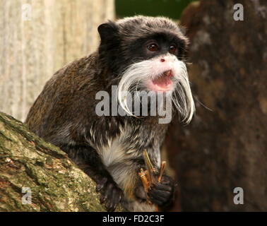 Kaiser Tamarin Affe (Saguinus Imperator) aka Brockway Affe, ursprünglich aus Brasilien, Bolivien & Peru. Fütterung auf eine Heuschrecke Stockfoto