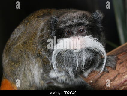 Kaiser Tamarin Affe (Saguinus Imperator) aka Brockway Affe, ursprünglich aus Brasilien, Bolivien & Peru. Stockfoto