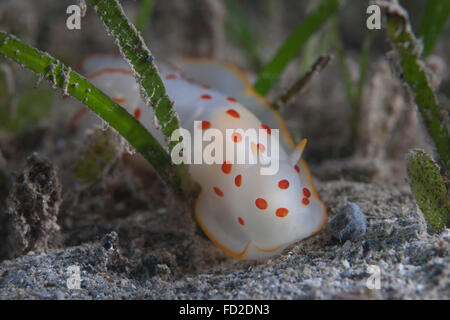 Gymnodoris Ceylonica Nacktschnecken, Beqa Lagoon, Fidschi. Stockfoto