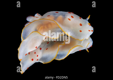 Gymnodoris Ceylonica Nacktschnecken, Beqa Lagoon, Fidschi. Stockfoto