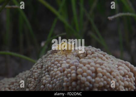 Popcorn-Garnelen (Periclimenes Brevicarpalis) auf eine Anenome auf einem fidschianischen Riff. Stockfoto