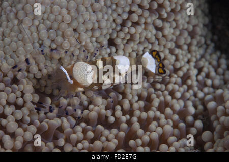 Popcorn-Garnelen (Periclimenes Brevicarpalis) auf eine Anenome auf einem fidschianischen Riff. Stockfoto