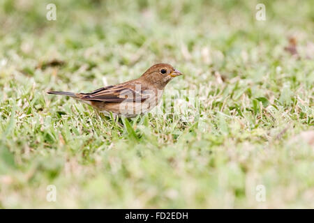 blau-schwarze Grassquit (Volatinia Jacarina) Erwachsenen weiblichen stehen kurze Gras, Cozumel, Mexiko Stockfoto