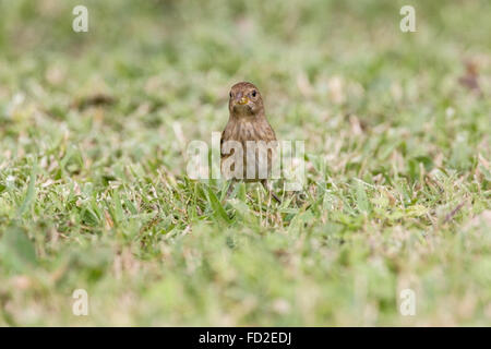 blau-schwarze Grassquit (Volatinia Jacarina) Erwachsenen weiblichen stehen kurze Gras, Cozumel, Mexiko Stockfoto
