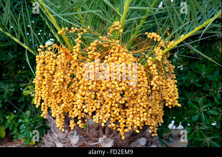 abgelagertem gelbe Termine hängen am Baum Stockfoto