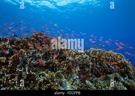 Anthias Fischschwärme und gesunden Korallen Beqa Lagoon, Fidschi-Inseln. Stockfoto