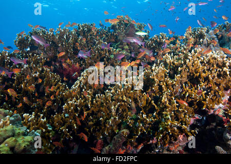Anthias Fischschwärme und gesunden Korallen Beqa Lagoon, Fidschi-Inseln. Stockfoto