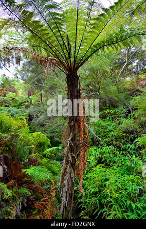 Typische Baumfarne & bush Trails West Coast South Island, Neuseeland. Der Baum Farn ist als als "punga' oder 'Ponga in Neuseeland bekannt. Stockfoto