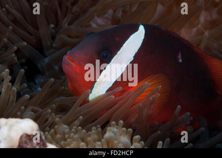 Tomaten-Clownfische in ihrer Host-Anenome, Fidschi. Stockfoto