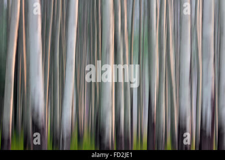 Abstraktes Bild der Bewegung verwischt Espe Baumstämme im Wald Stockfoto