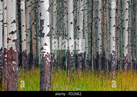 Beben Aspen / Zittern Espe (Populus Tremuloides), Detail aus Baumstämmen im Wald, stammt aus Nordamerika und Kanada Stockfoto