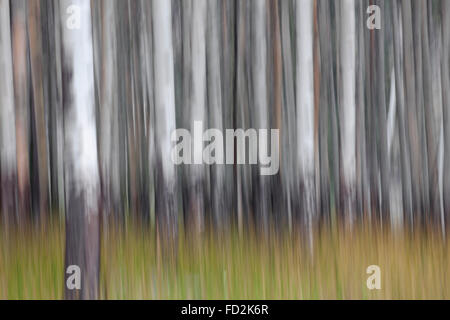 Abstraktes Bild der Bewegung verwischt Espe Baumstämme im Wald Stockfoto