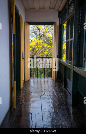 Casa da Chica da Silva, Ansicht von Ipe-Amerelo Baum vom Balkon, Diamantina, Minas Gerais, Brasilien Stockfoto