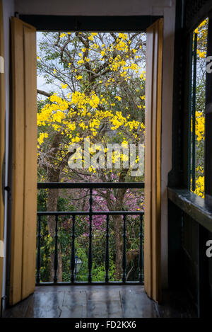 Casa da Chica da Silva, Ansicht von Ipe-Amerelo Baum vom Balkon, Diamantina, Minas Gerais, Brasilien Stockfoto