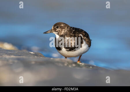 Ruddy Steinwälzer (Arenaria Interpres) in nicht-Zucht Gefieder auf Futtersuche entlang der Nordseeküste im winter Stockfoto