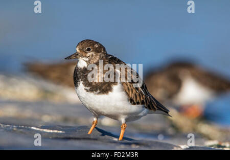 Ruddy Steinwälzer (Arenaria Interpres) strömen in nicht-Zucht Gefieder auf Futtersuche entlang der Nordseeküste im winter Stockfoto