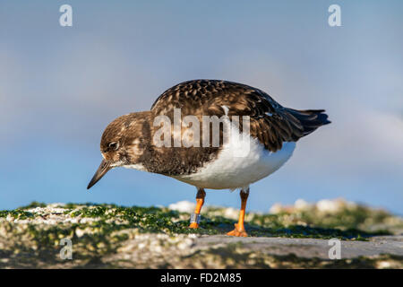 Ruddy Steinwälzer (Arenaria Interpres) in nicht-Zucht Gefieder auf Futtersuche entlang der Nordseeküste im winter Stockfoto