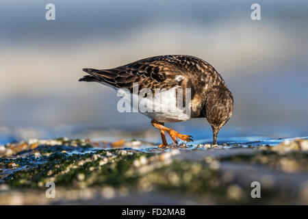 Ruddy Steinwälzer (Arenaria Interpres) in nicht-Zucht Gefieder auf Futtersuche entlang der Nordseeküste im winter Stockfoto