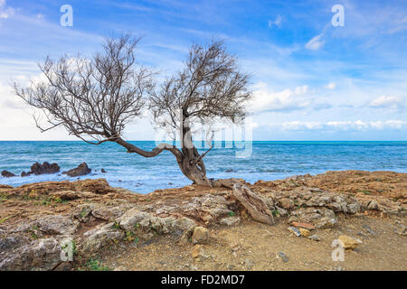 Tamarisken oder Salz Zeder oder Tamarix geschwungene Baum auf Felsen Strand und blauen Meer im Hintergrund. Stockfoto