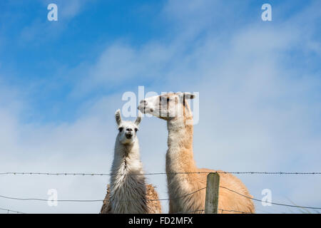 Zwei Lamas (Lama Glama) in einem Feld auf einer Farm im Vereinigten Königreich Stockfoto