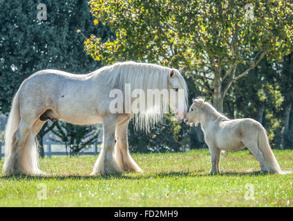 Gypsy Vanner Horse Hengst und Miniatur-Pferd-Freund Stockfoto