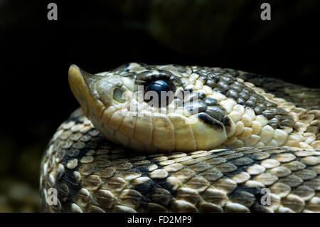 Westlichen Hognose Schlange / Prairie Schwein-gerochene Schlange / Texas Rooter (Heterodon Nasicus) Nahaufnahme von Kopf, Colubrid stammt aus USA Stockfoto