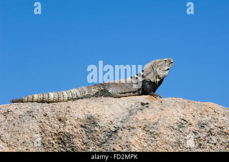 Cape Spinytail Leguan / Cape Langusten-tailed Iguana / stacheligen Sonora-tailed Leguan (Ctenosaura Hemilopha Macrolopha) sonnen sich auf Felsen Stockfoto