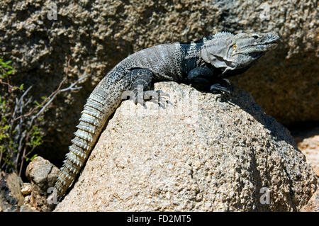 Cape Spinytail Leguan / Cape Langusten-tailed Iguana / stacheligen Sonora-tailed Leguan (Ctenosaura Hemilopha Macrolopha) sonnen sich auf Felsen Stockfoto