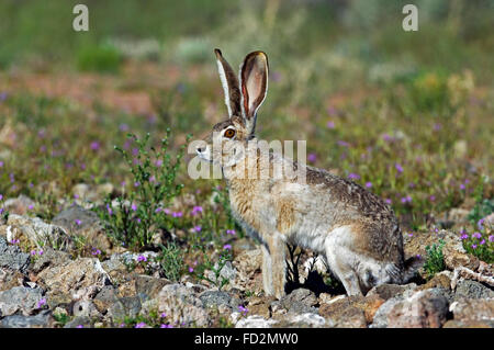 Schwarz-angebundene Jackrabbit / amerikanische Wüste Hasen (Lepus Californicus), native nach Westen der Vereinigten Staaten und Mexiko Stockfoto