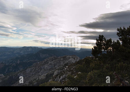 Gemeine Kiefer (Pinus sylvatica) Bäume im Berg Caro, Els Ports de Beseit, Spanien, durch Wind und rauen Wetter geprägt. Stockfoto