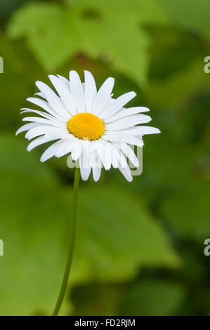 Oxeye Daisy (Leucanthemum Vulgare, AKA Chrysanthemum Leucanthemum); Willamette National Forest, Oregon. Stockfoto