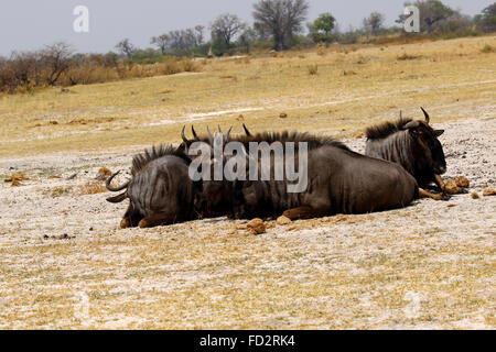 Riesige Herden von Gnus durchstreifen den afrikanischen Kontinent, schöner Anblick zu sehen, während auf safari Stockfoto