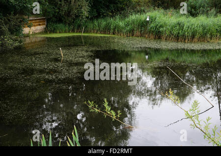 Blick von der Eisvogel in Roggen Meads Nature Reserve, England mit Sitzstangen und Nester Wand für Eisvögel verstecken Stockfoto