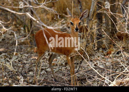 Steinböckchen (Raphicerus Campestris) ist eine gemeinsame kleine Antilope des südlichen und östlichen Afrika. Stockfoto