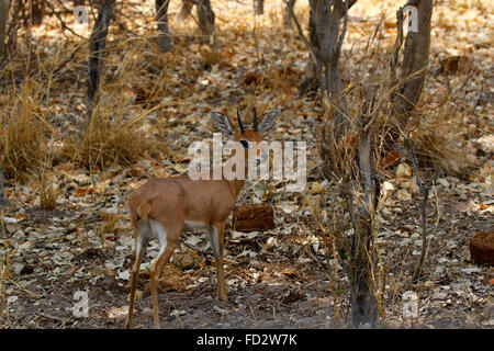 Steinböckchen (Raphicerus Campestris) ist eine gemeinsame kleine Antilope des südlichen und östlichen Afrika. Stockfoto