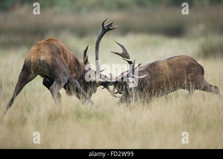 Rothirsch (Cervus Elaphus) Hirsche kämpfen während der Brunftzeit Stockfoto